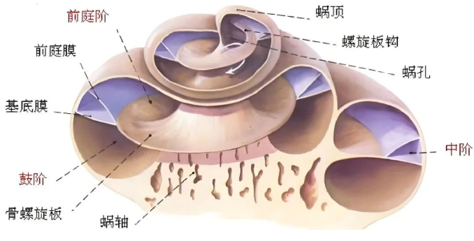 大多数老年性聋，都是从高频开始下降的